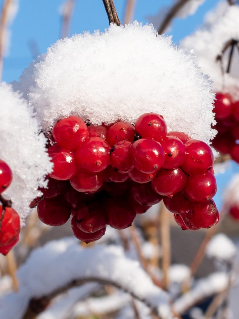 Bright red berries in the snow